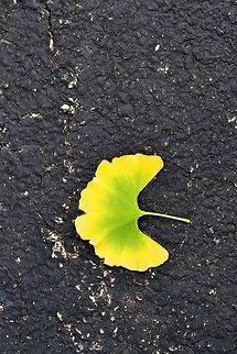 Ginkgo Leaf  Geotagged,Ginkgo biloba,United States