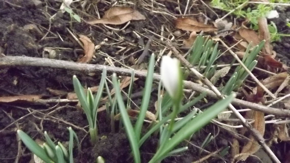 going solo first snowdrop of the year Geotagged,Summer,United Kingdom,rossett churchyard