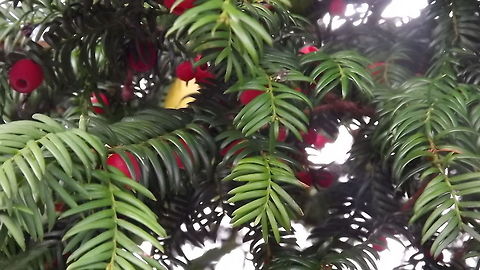 in the red  European Yew,Geotagged,Taxus baccata,United Kingdom