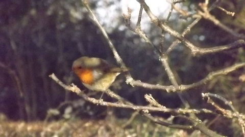 robin  from the hood  Erithacus rubecula,European Robin