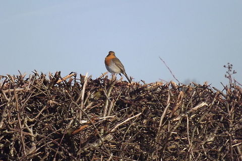 Iam a robin on the hedge  Erithacus rubecula,European Robin,Fall,Geotagged,United Kingdom