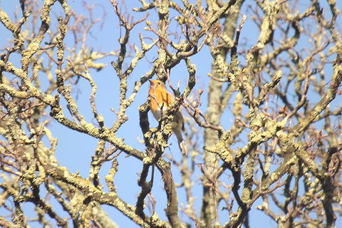 chorus line European robin Erithacus rubecula,European Robin,Fall,Geotagged