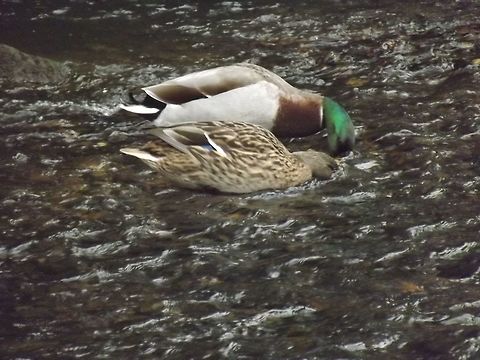 gone fishing  Anas platyrhynchos,Fall,Geotagged,Mallard,United Kingdom