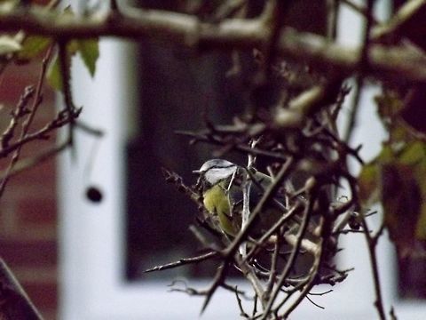 Pretty Boy blue tit Fall,Geotagged,United Kingdom