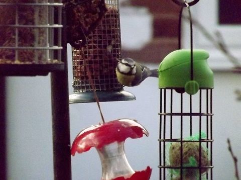 Fine Dining  Blue Tit,Cyanistes caeruleus,Fall,Geotagged,United Kingdom