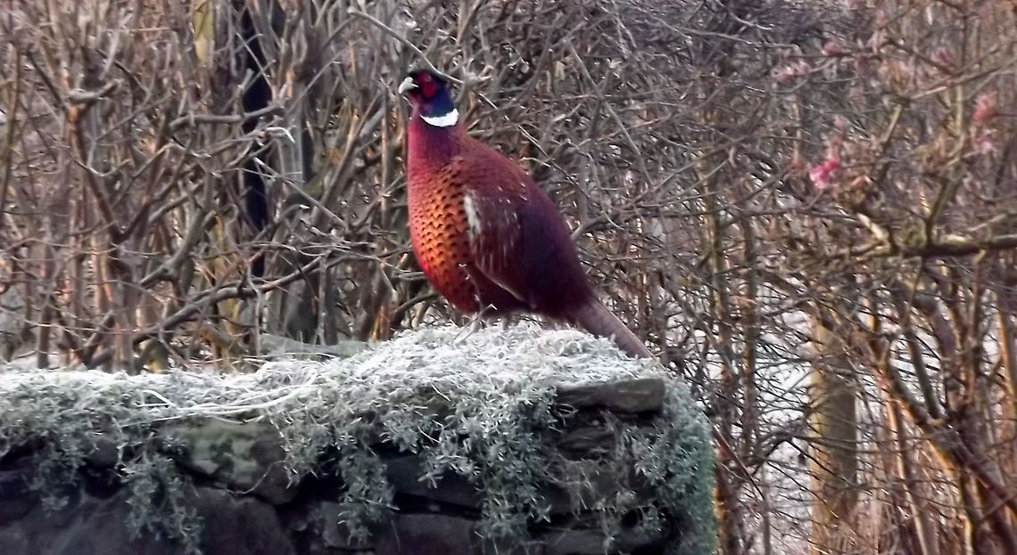 What a Pheasant Morning common pheasant Fall,Geotagged,United Kingdom