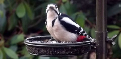 whats for breakfast greater spotted woodpecker Fall,Geotagged,United Kingdom