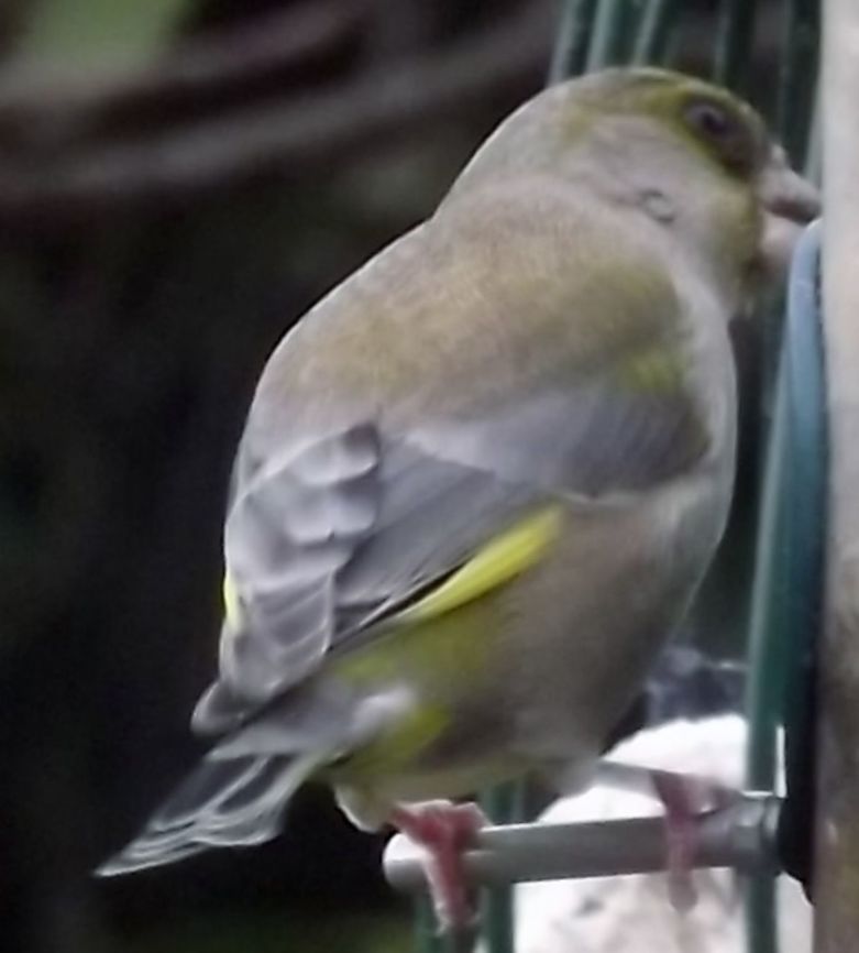 hurry up greenfinch Carduelis chloris,European Greenfinch,Fall,Geotagged,United Kingdom