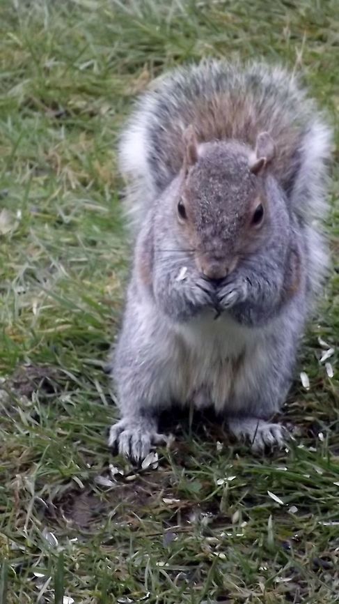 persistent squirrel  Fall,Geotagged,United Kingdom