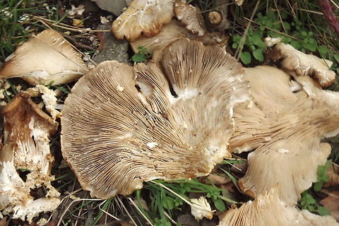 ON THE FOREST FLOOR iam not sure what it is Fall,Geotagged,United Kingdom
