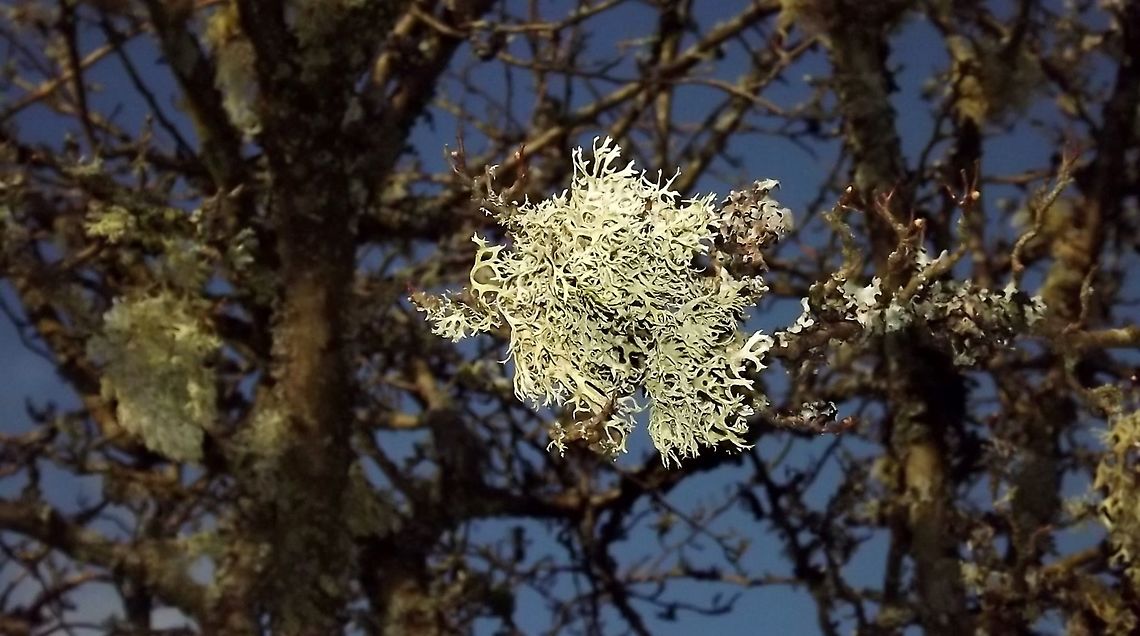 HANG ON IN THERE  Evernia prunastri,Fall,Geotagged,Oakmoss,United Kingdom