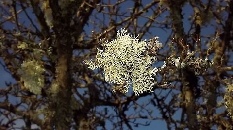 HANG ON IN THERE  Evernia prunastri,Fall,Geotagged,Oakmoss,United Kingdom