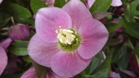 hellebore  Fall,Geotagged,Helleborus orientalis,United Kingdom