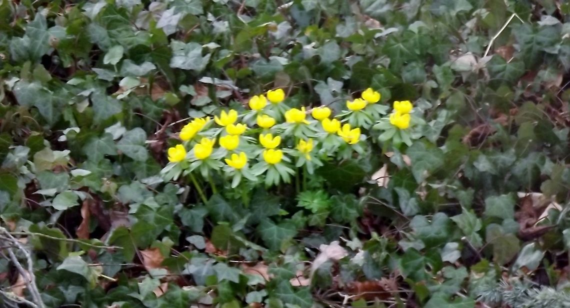 mellow yellow I think these flowers are winter aconite but not certain Eranthis hyemalis,Fall,Geotagged,United Kingdom