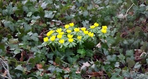 mellow yellow I think these flowers are winter aconite but not certain Eranthis hyemalis,Fall,Geotagged,United Kingdom