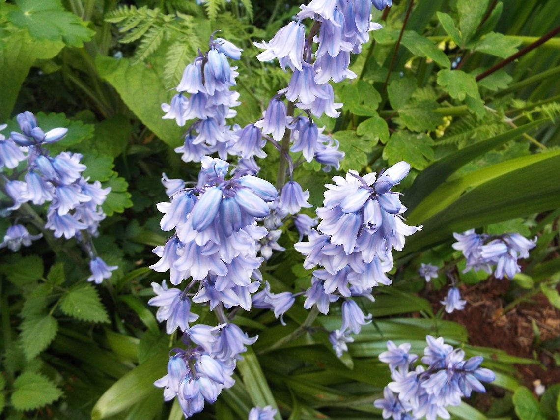 bluebells  Geotagged,Hyacinthoides hispanica,Hyacinthoides &times; massartiana,United Kingdom,Winter