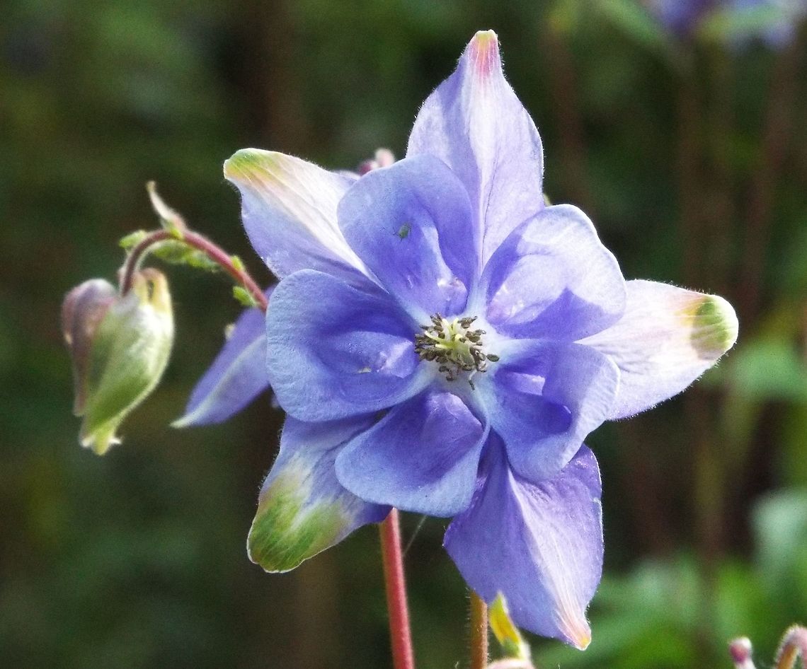 feeling blue aqualigia.columbine.grannys bonnets Aquilegia vulgaris,European Columbine,Geotagged,United Kingdom,Winter