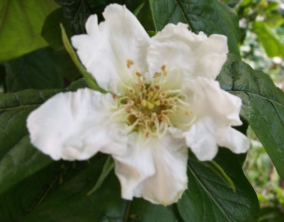medlar flower  Geotagged,Mespilus germanica,United Kingdom,Winter