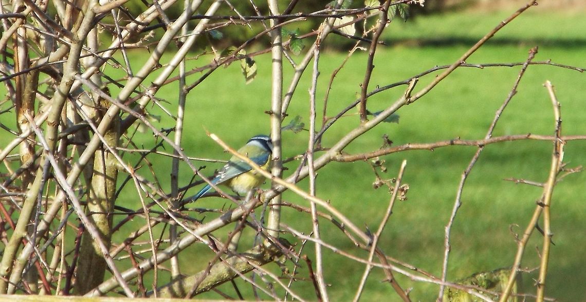 Blending In photo taken of blue tit while out walking Geotagged,United Kingdom,Winter