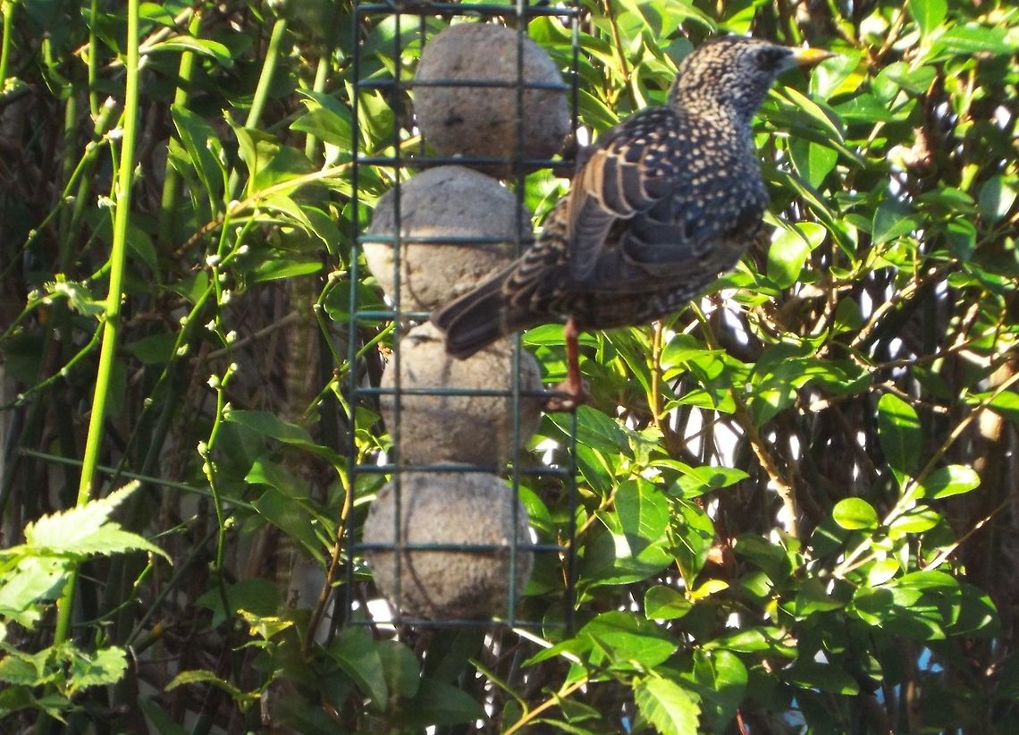 keep your beaks off my grub picture of starling taken in my own garden<br />
 Common Starling,Geotagged,Sturnus vulgaris,United Kingdom,Winter