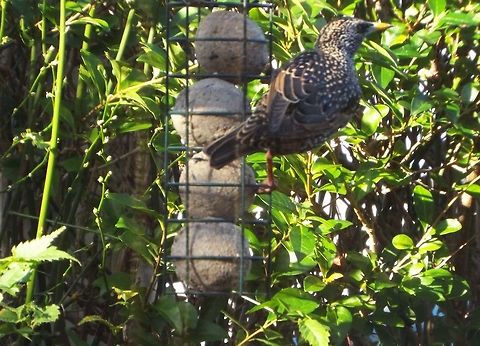 keep your beaks off my grub picture of starling taken in my own garden
 Common Starling,Geotagged,Sturnus vulgaris,United Kingdom,Winter