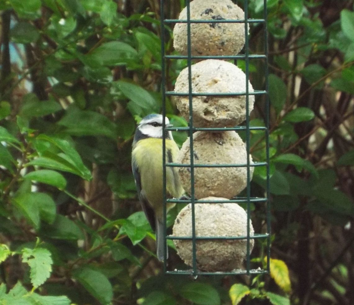 mine all mine taken in my own garden Cyanistes caeruleus,Eurasian blue tit,Geotagged,United Kingdom,Winter