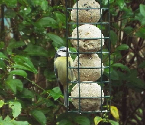 mine all mine taken in my own garden Cyanistes caeruleus,Eurasian blue tit,Geotagged,United Kingdom,Winter