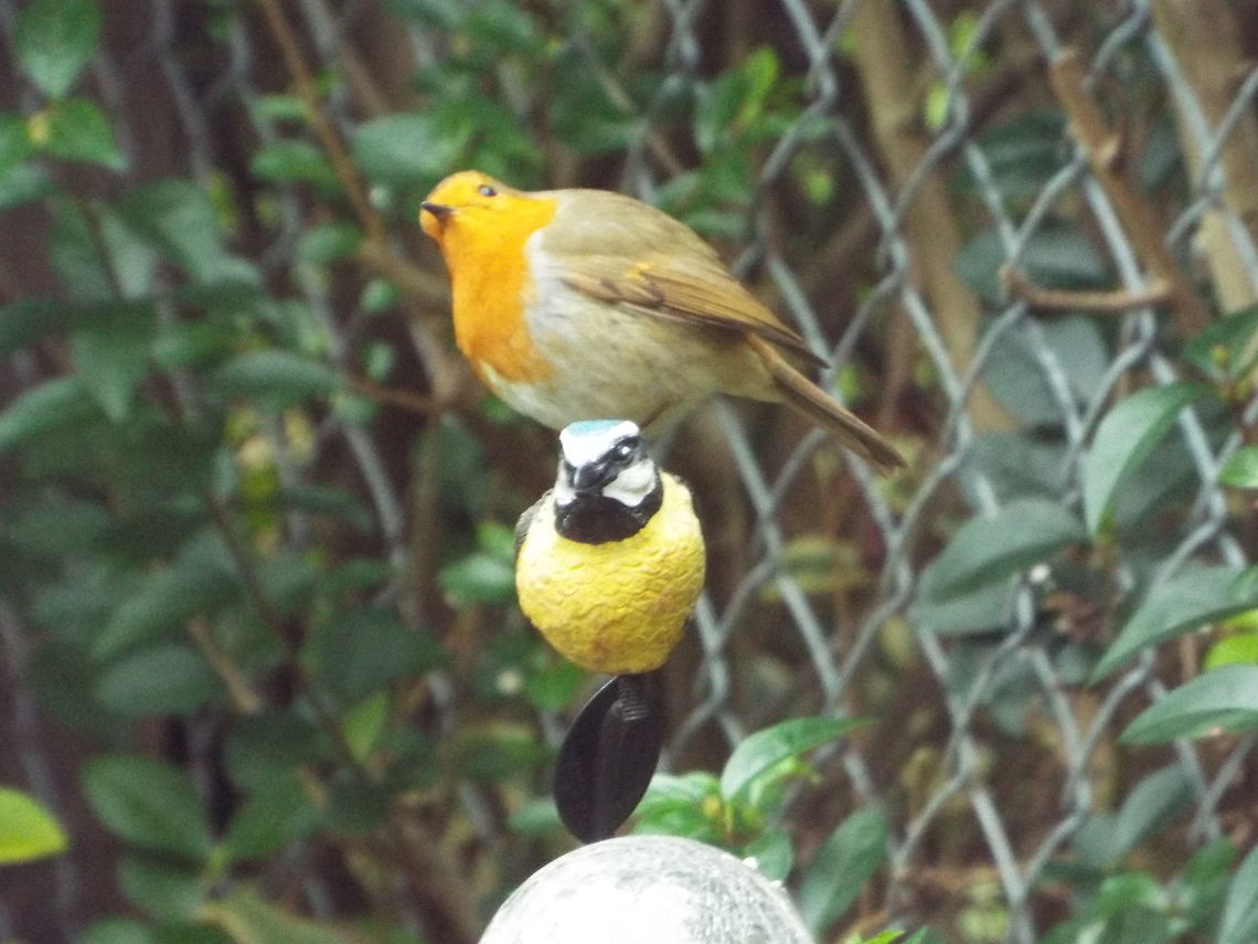 i can see you robin comes in garden regularly and always sits here<br />
 Erithacus rubecula,European Robin,Geotagged,United Kingdom,Winter