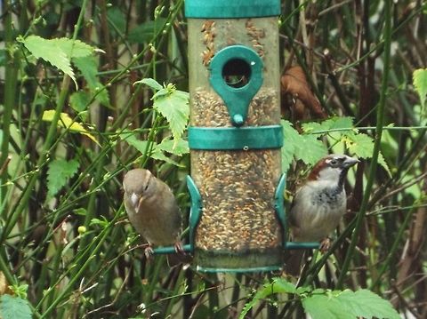Dinner Date male and female sparrows Geotagged,House sparrow,Passer domesticus,United Kingdom,Winter
