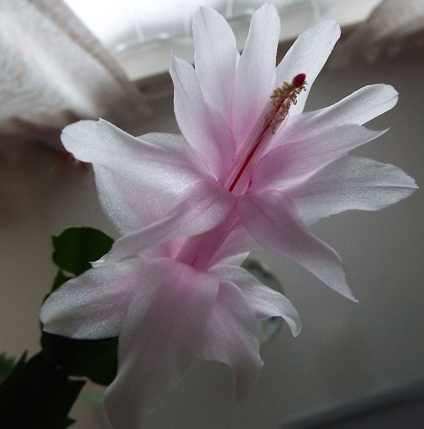 Christmas cactus  Christmas Cactus,Geotagged,Schlumbergera truncata,United Kingdom,Winter