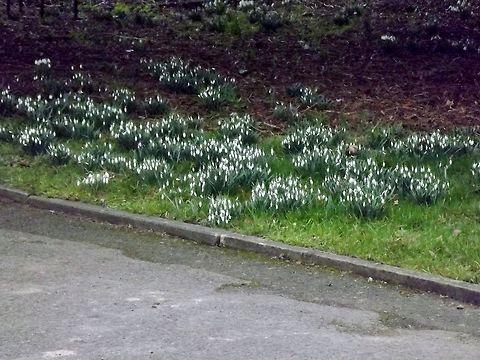 snowdrops picture taken in my local churchyard Fall,Geotagged,United Kingdom