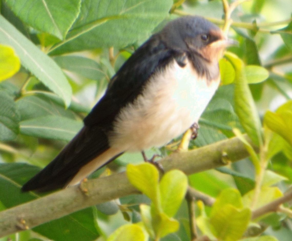 DSCF2052_-_Copy  Barn Swallow,Geotagged,Hirundo rustica,United Kingdom,Winter