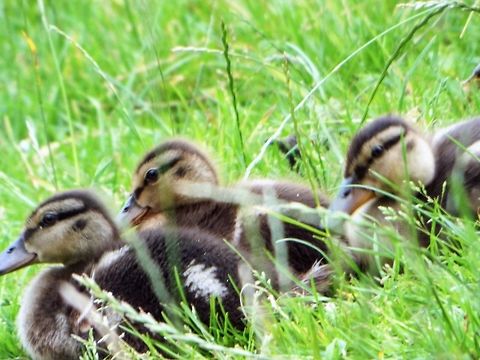DSCF2471_edited  Anas platyrhynchos,Geotagged,Mallard,United Kingdom,Winter