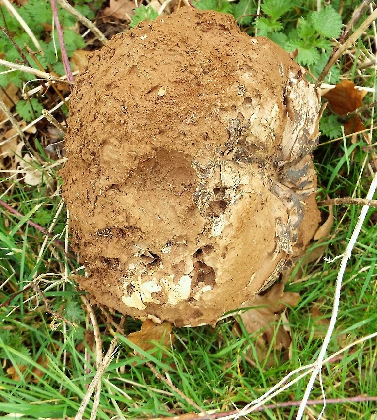 not sure what this is  Geotagged,United Kingdom,Winter