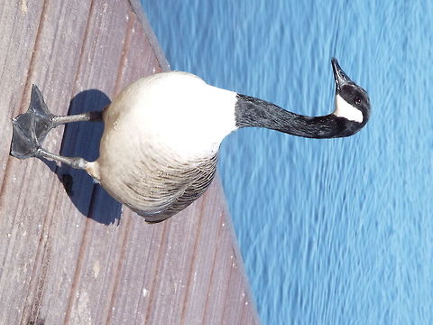 DSCF1327  Branta canadensis,Canada goose,Geotagged,United Kingdom,Winter
