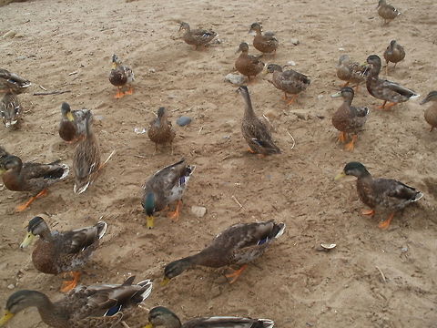 P4290809  Anas platyrhynchos,Geotagged,Mallard,Spring,United Kingdom