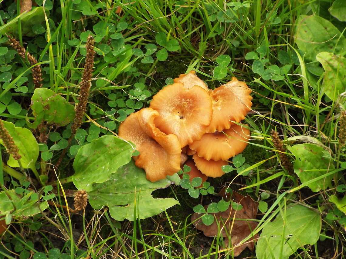 funky funghi found under  sycamore trees  north wales uk mushroom