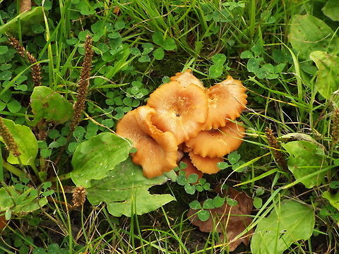 funky funghi found under  sycamore trees  north wales uk mushroom