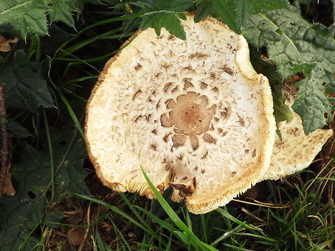 whos had a bite chester england uk