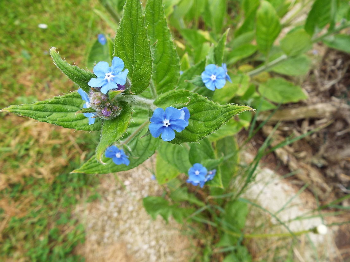 American alpine speedwell, France