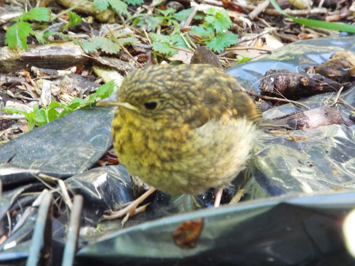 looking for worms  Geotagged,United Kingdom,Winter
