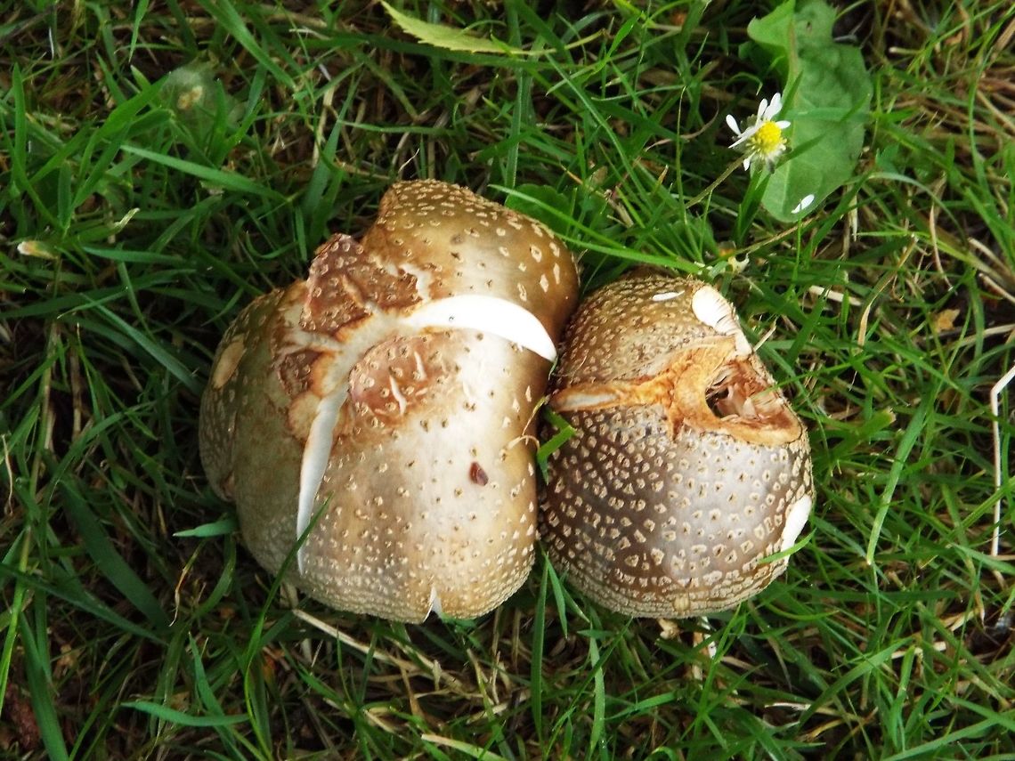 funghi  Geotagged,United Kingdom,Winter