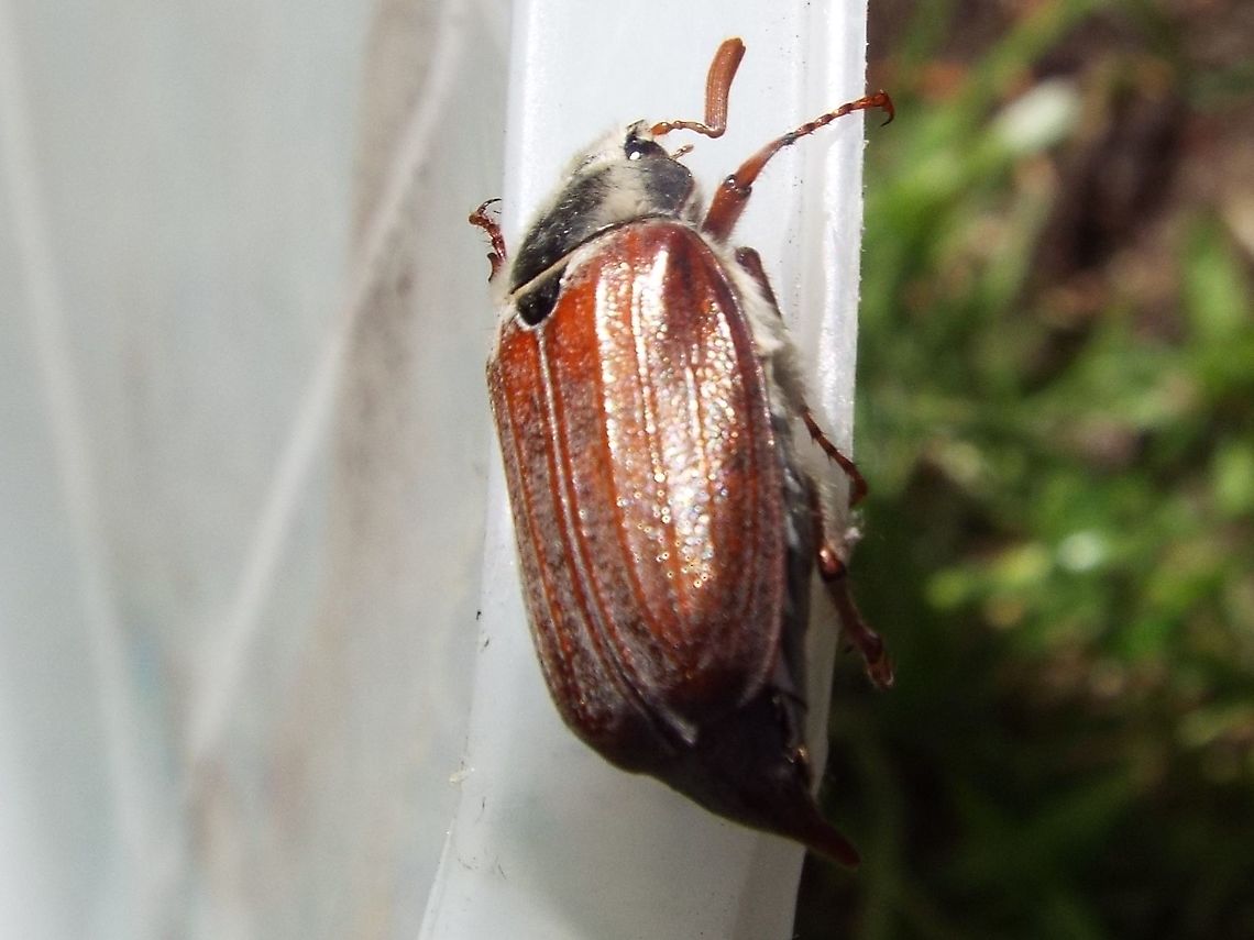 ringo  Cockchafer,Common cockchafer,Geotagged,Melolontha,Melolontha melolontha,Melolonthidae,United Kingdom,Winter