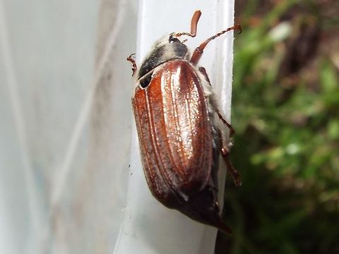 ringo  Cockchafer,Common cockchafer,Geotagged,Melolontha,Melolontha melolontha,Melolonthidae,United Kingdom,Winter