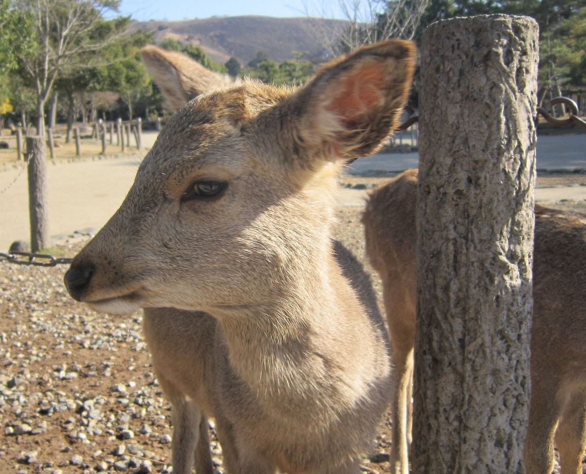 Shy but Curious Deer Taken in Nara Park Cervus nippon,Geotagged,Japan,Sika Deer