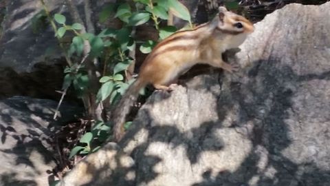 Tamias Sibiricus - Siberian Chipmunk I can't believe my eye, he just walk towards me when I take a walk at the forest. I need to move slowly to take his picture using my galaxy S5. I wish I bring my Nikon. It is known as Tamias Sibiricus, I hope anyone in here can help me to find more about this creature. In 2008 they said it status is LC but I heard nowadays it become protected animals. Is it right? Eutamias sibiricus,Siberian chipmunk