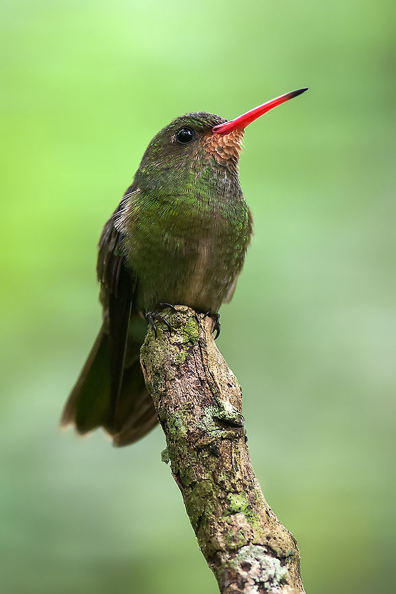Gilded sapphire - Hylocharis chrysura This little fellow was found in Park das Aves in Brazilia Animalia,Aves,Birds,Brazil,Geotagged,Gilded sapphire,Hummingbird,Hylocharis chrysura,Spring,Trochilidae,Trochiliformes