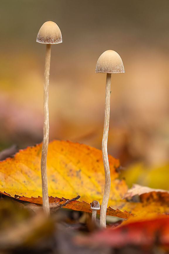 Two of a kind No idea which species it is, so I hope you can help mee. I am thinking of a mycena species but these ones are really smooth with no texture on the head so I&#039;m not sure. Belgium,Fall,Geotagged,Hof ter Zielbeek,Mushrooms,mushroom
