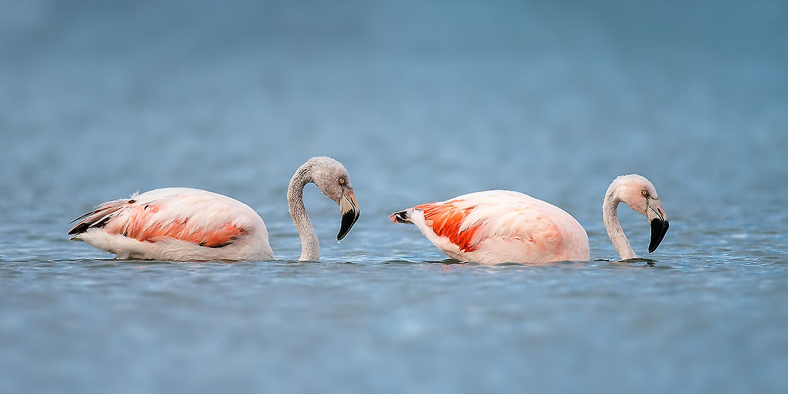 Chilean Flamingo - Phoenicopterus chilensis These flamingo's were relaxing in the sea near the beach of Puerto Madryn Argentina,Birds,Chilean Flamingo,Chilean flamingo,Flamingo,Geotagged,Phoenicopteridae,Phoenicopteriformes,Phoenicopterus,Phoenicopterus chilensis,Puerto Madryn,Spring