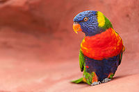 Rainbow lorikeet - Trichoglossus moluccanus Made in my favorite bird park Avifauna in the Netherlands Animalia,Aves,Birds,Chordata,Geotagged,Netherlands,Psittaciformes,Psittaculidae,Rainbow Lorikeet,Rainbow lorikeet,Spring,Trichoglossus,Trichoglossus moluccanus,Zoo,avifauna